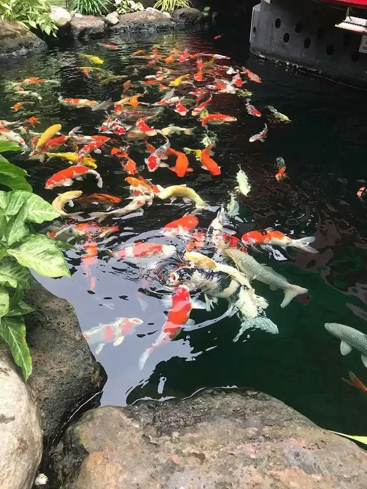Hanoi Co Loa Peaceful Lotus Pond Colorful Koi Fish